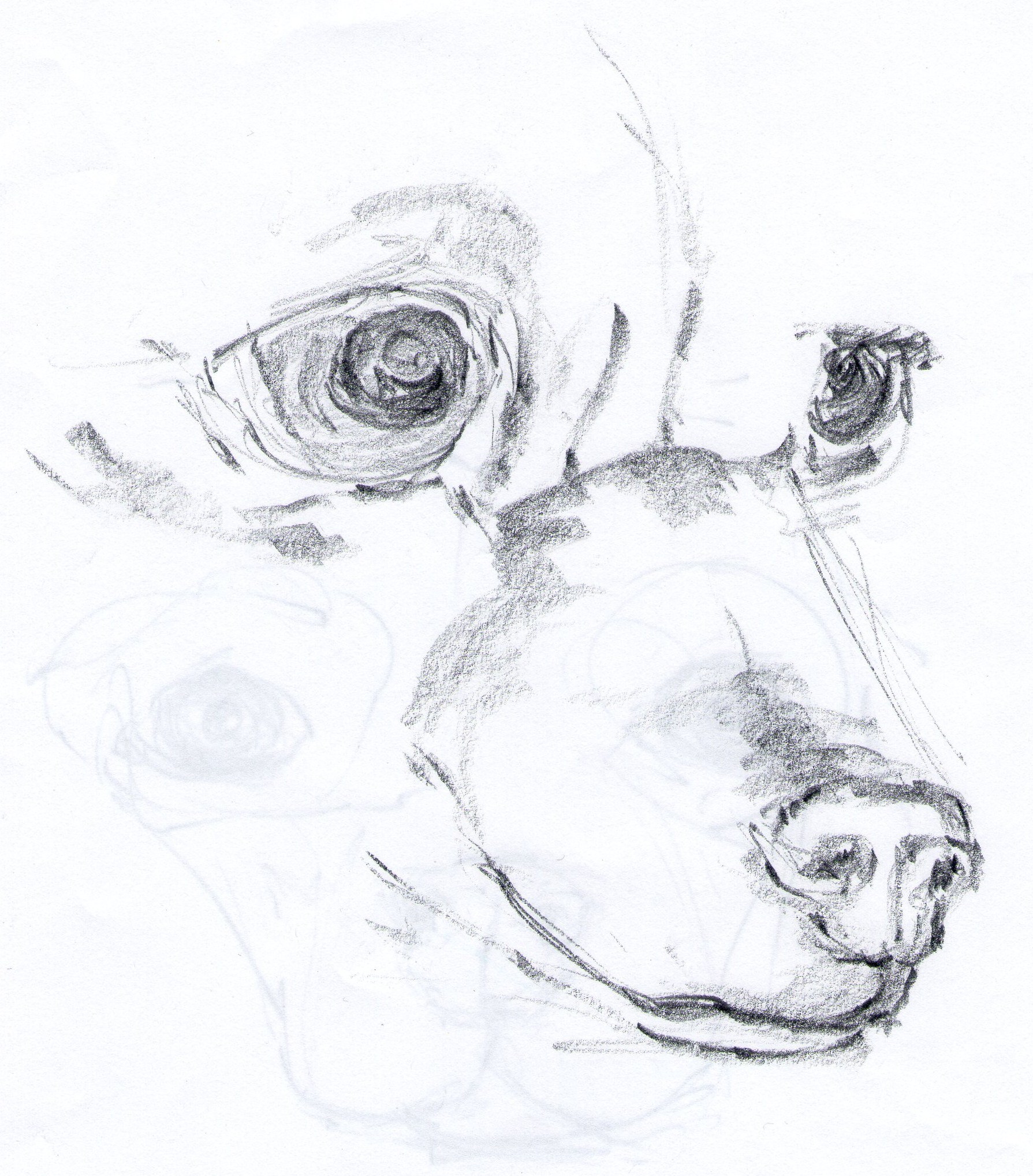 disegno_24